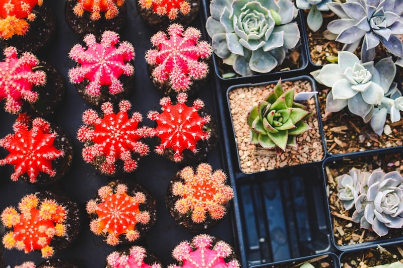 Vertical Succulent Garden